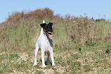 FOX TERRIER POIL LISSE 089